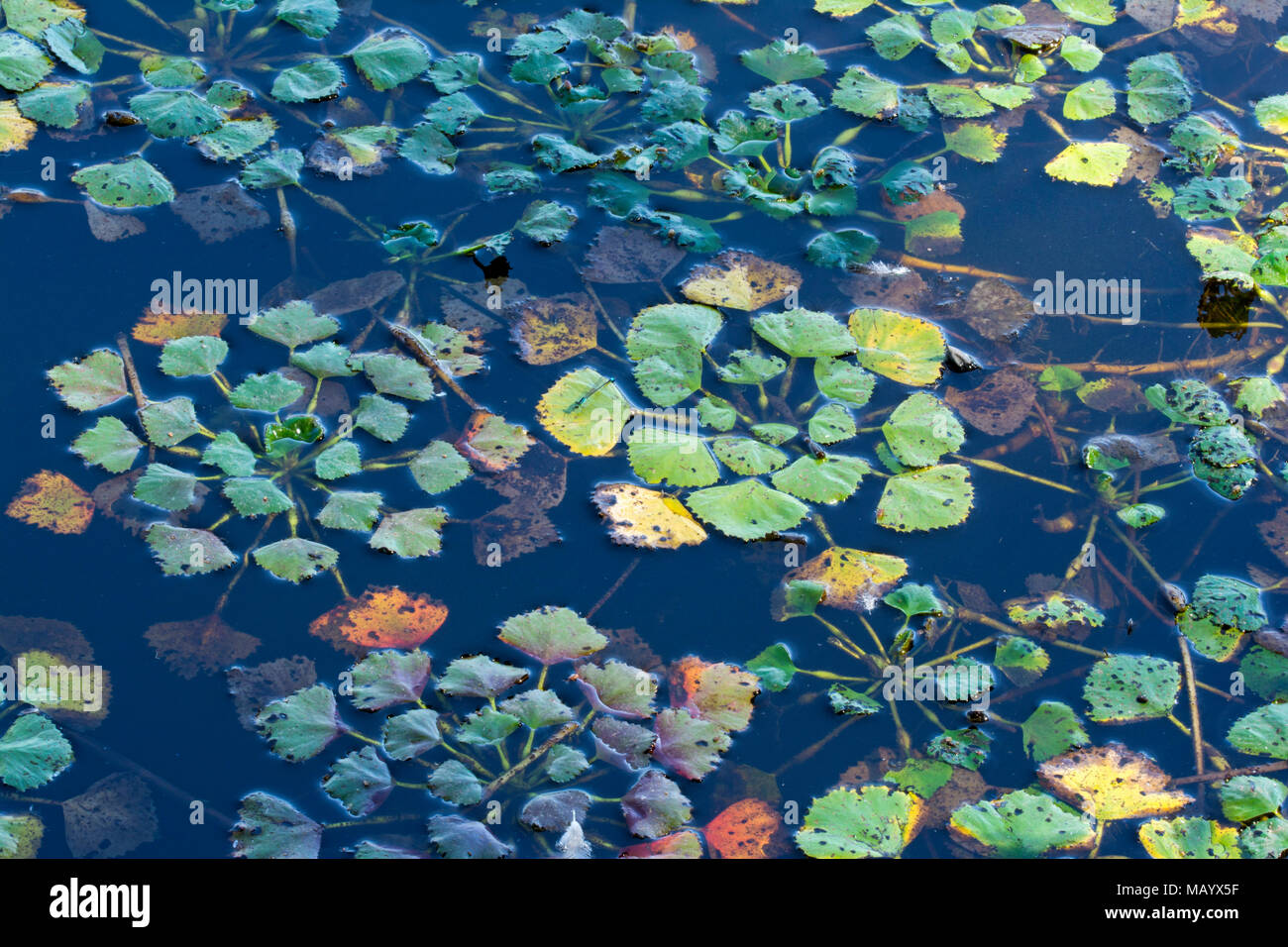 Water caltrop (Trapa natans), floating plant, Burgenland, Austria Stock Photo