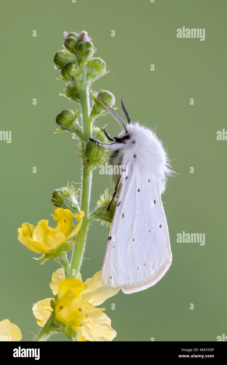 White ermine (Spilosoma lubricipeda), on Common agrimony (Agrimonia eupatoria), Burgenland, Austria Stock Photo