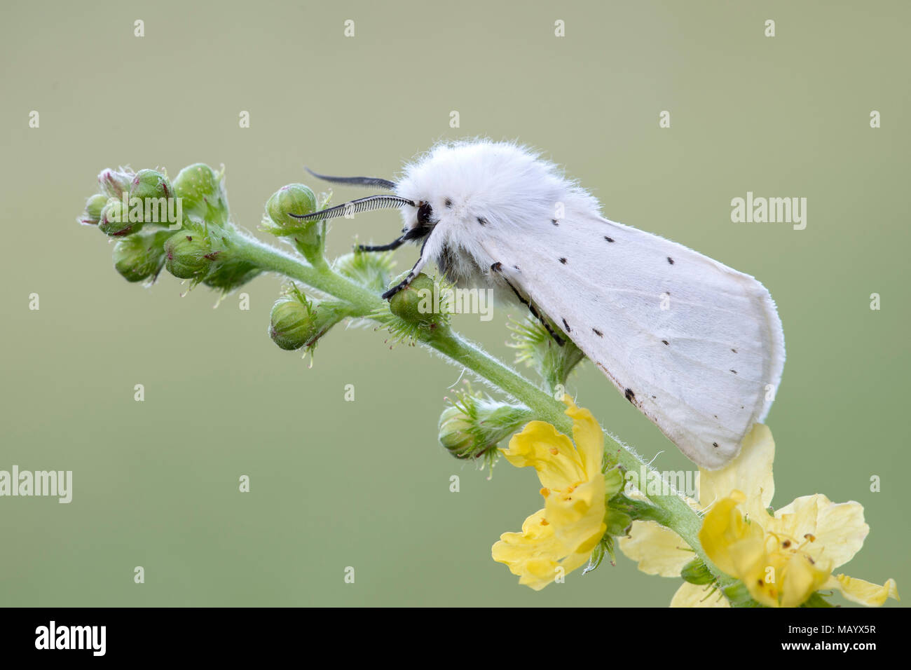 White ermine (Spilosoma lubricipeda), on Common agrimony (Agrimonia eupatoria), Burgenland, Austria Stock Photo