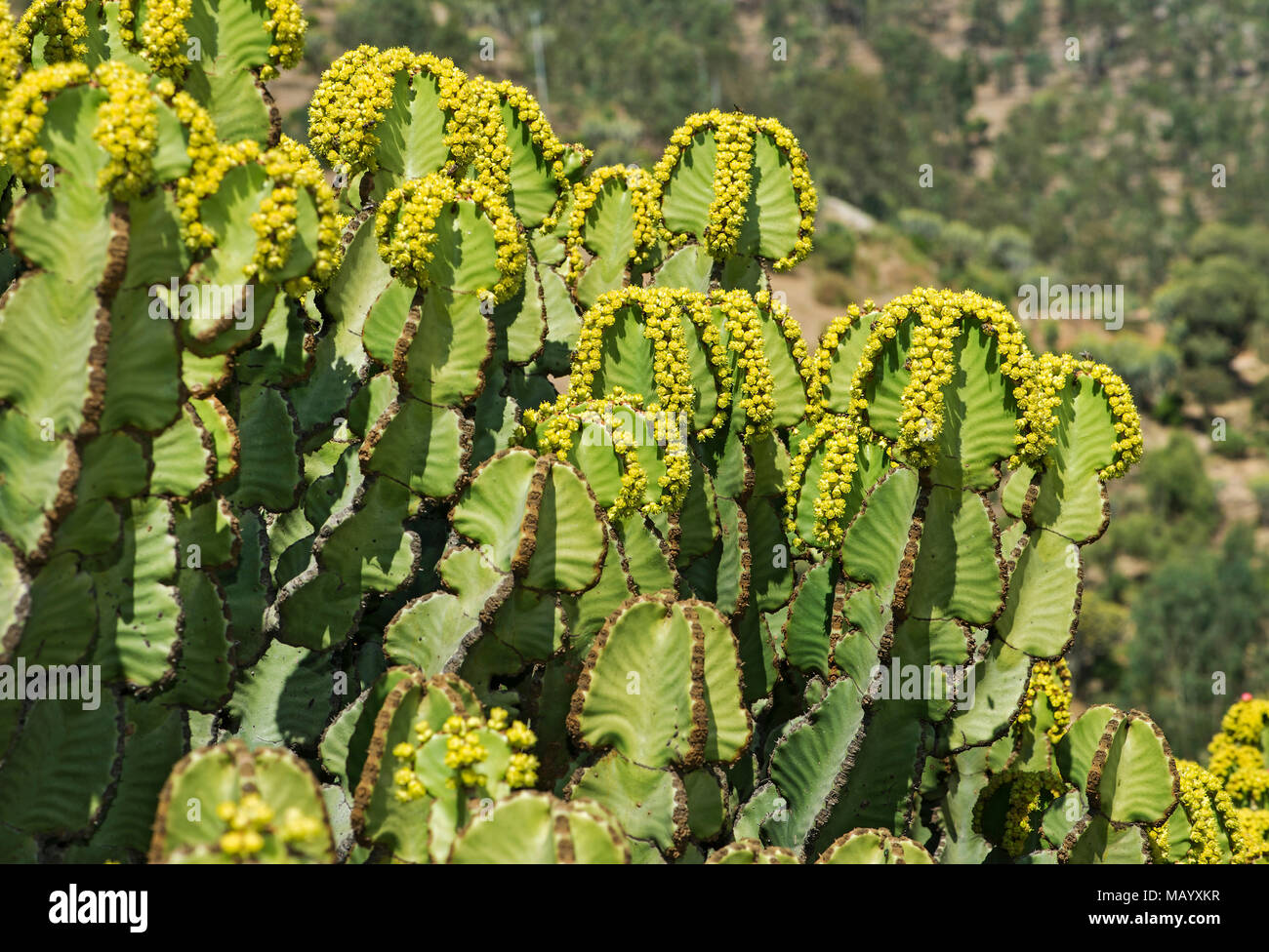Flowering candelabra tree (Euphorbia candelabrum), yellow flowers, Tigray Province, Ethiopia
