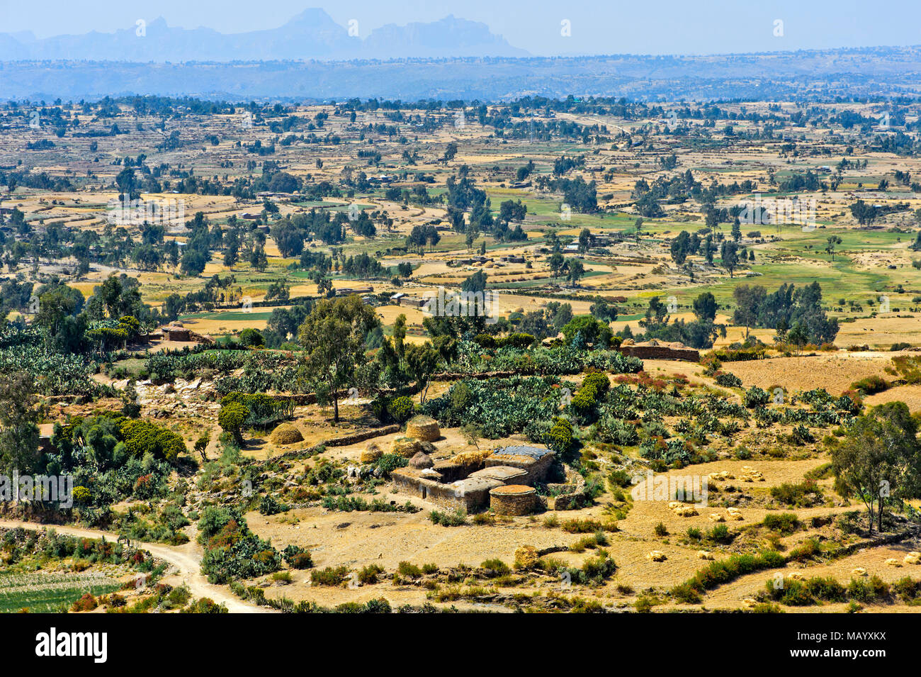 View of fields, agricultural land for Teff (Eragrostis tef), plateau near Hawzien, Tigray Province, Ethiopia Stock Photo