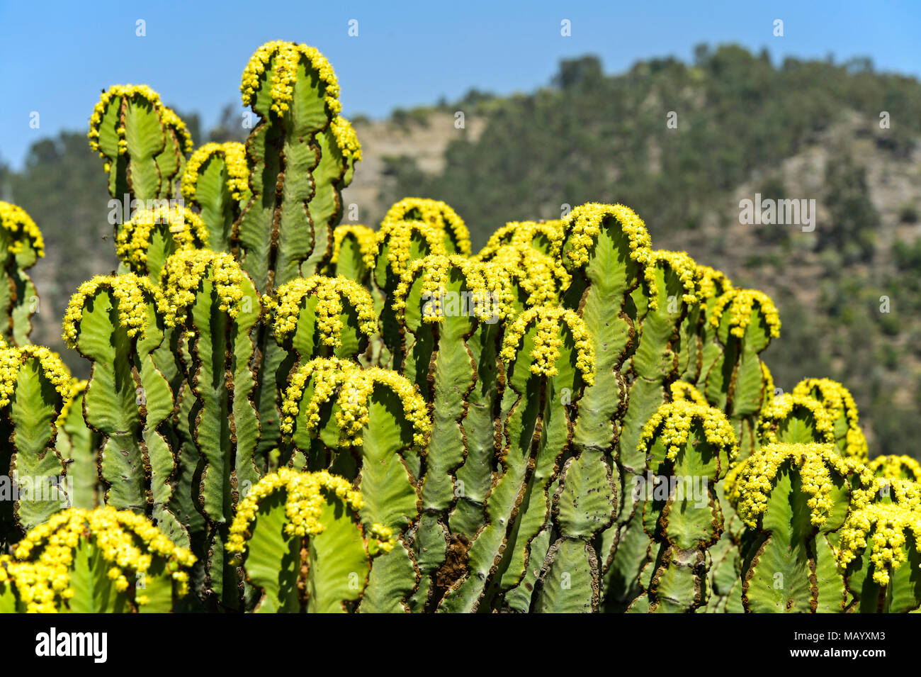 Flowering candelabra tree (Euphorbia candelabrum), yellow flowers, Tigray Province, Ethiopia Stock Photo