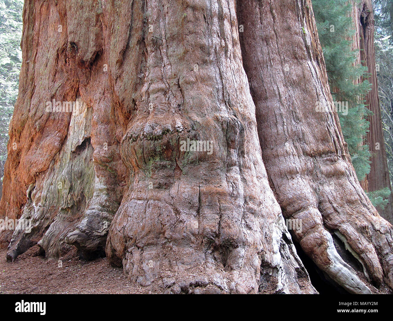 General Sherman Tree at Sequoia National Park in California Stock Photo