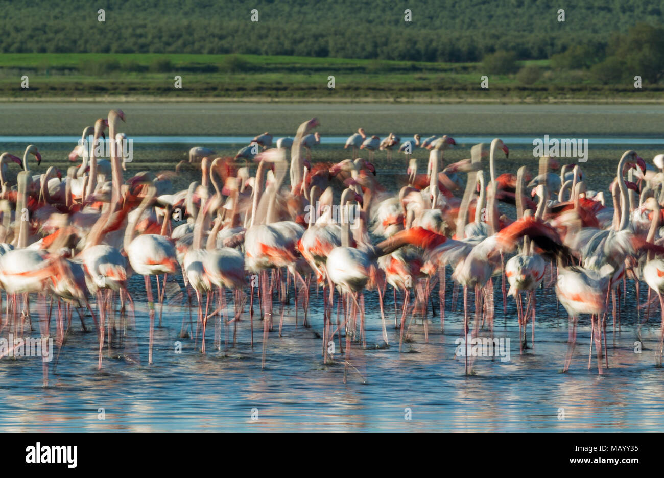Greater Flamingos (Phoenicopterus roseus), being nervous at the Laguna de Fuente de Piedra, Malaga province, Andalusia, Spain Stock Photo