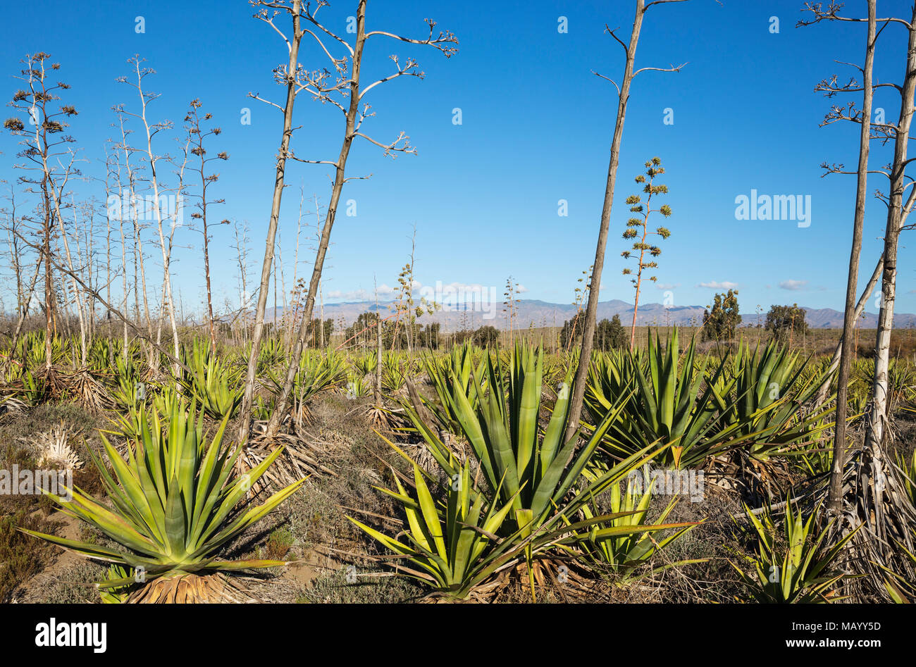 Century plants (Agave americana), Nature Reserve Cabo de Gata-Nijar, Almeria  province, Andalusia, Spain Stock Photo - Alamy