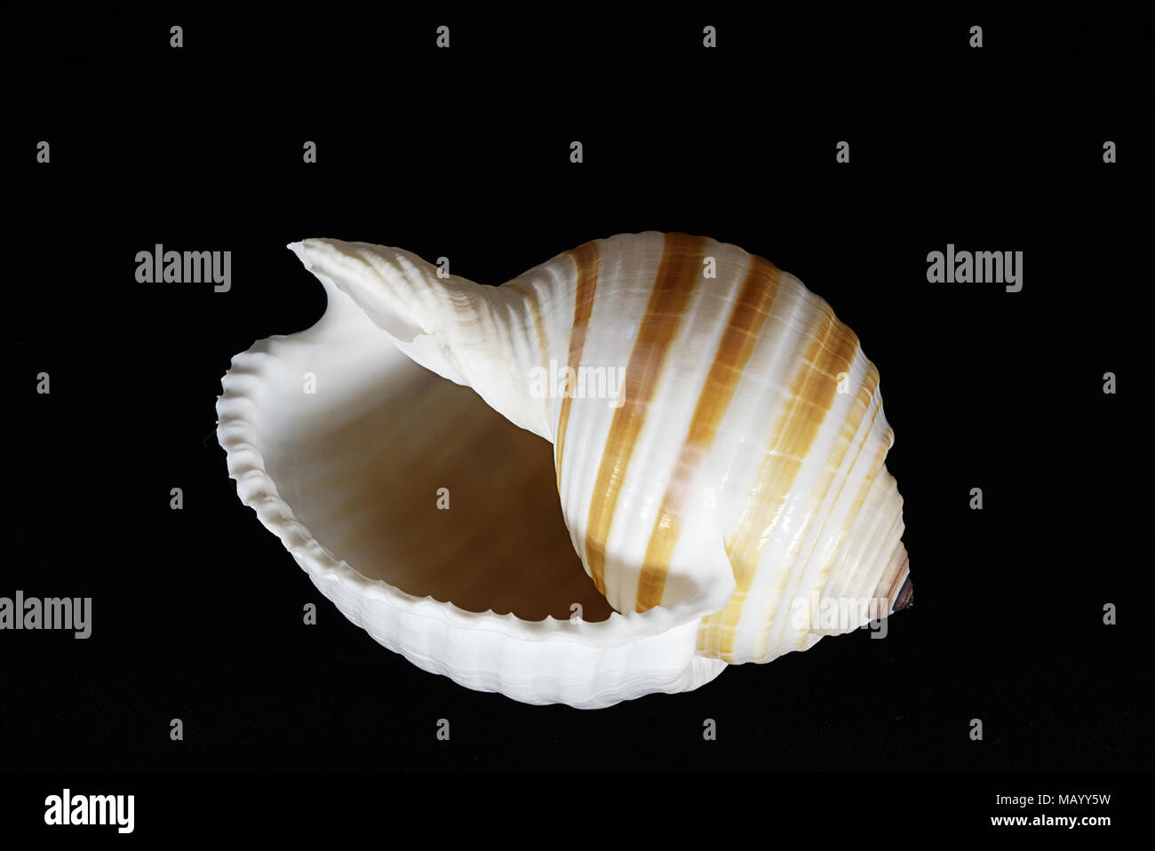 A Cassidae Seashell On A Black Background Stock Photo