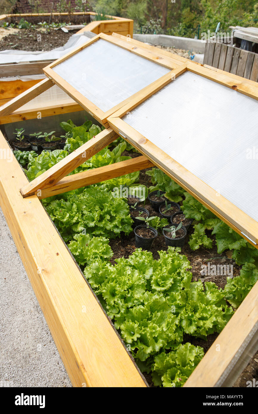 Homemade Greenhouse Raised Garden Bed With Young Lettuce And Other Vegetables Being Grown Modern Gardening Winter Production Organic Gardening Hom Stock Photo Alamy