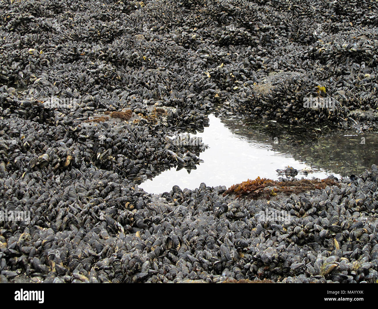 Mussel Bed at Yaquina Head in Newport, Oregon Stock Photo