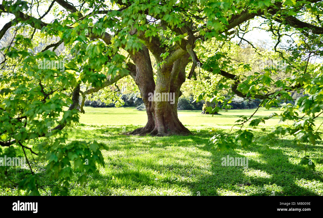 Old tree in a park, summer scene. Huge or massive tree with green leaves. Stock Photo