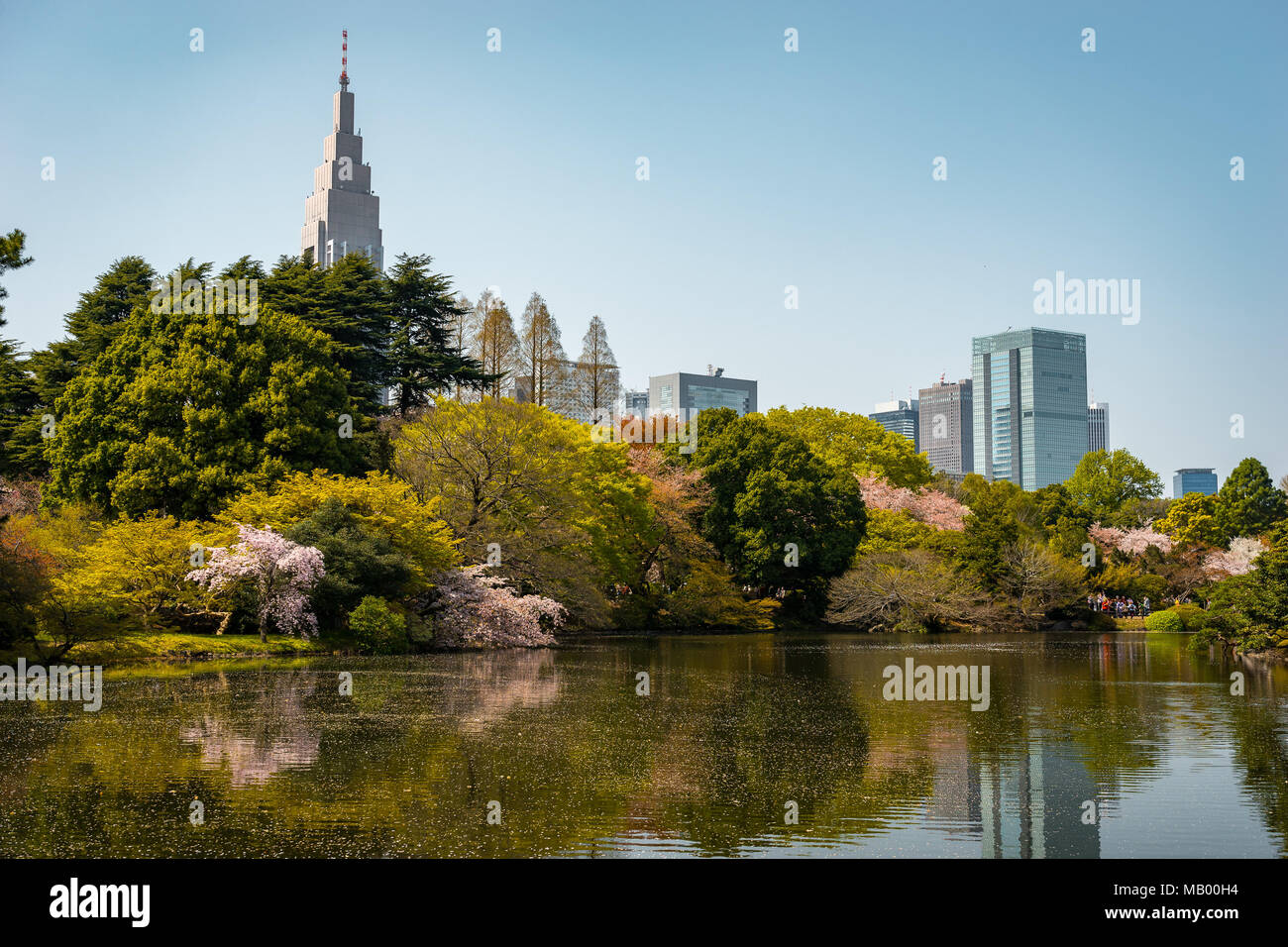 Cherry blossom in Shinjuku Gyoen National Garden, Tokyo, Japan Stock ...