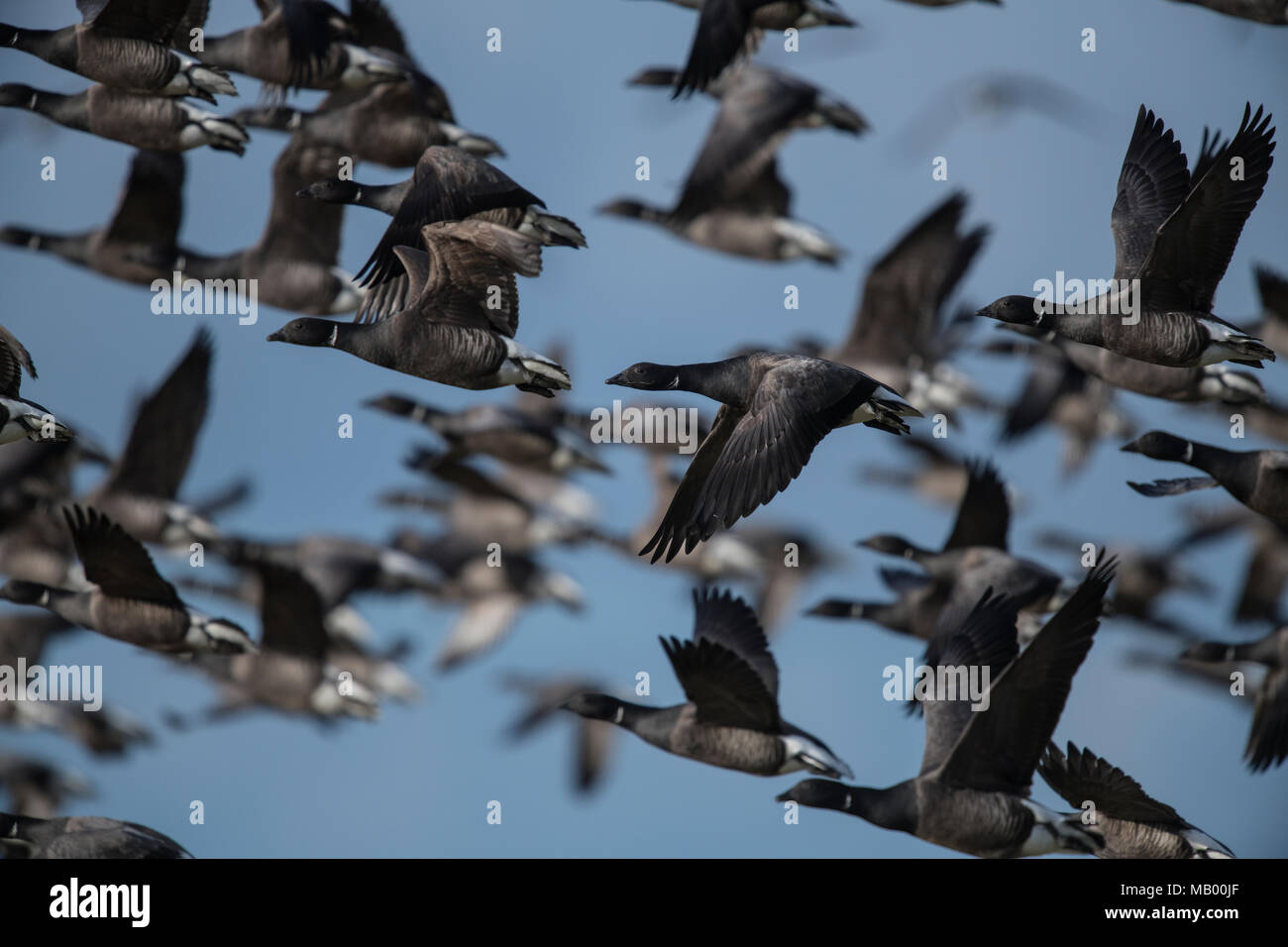 Brant Geese (Branta bernicla), flock of birds flying up, Texel, North Holland, Netherlands Stock Photo