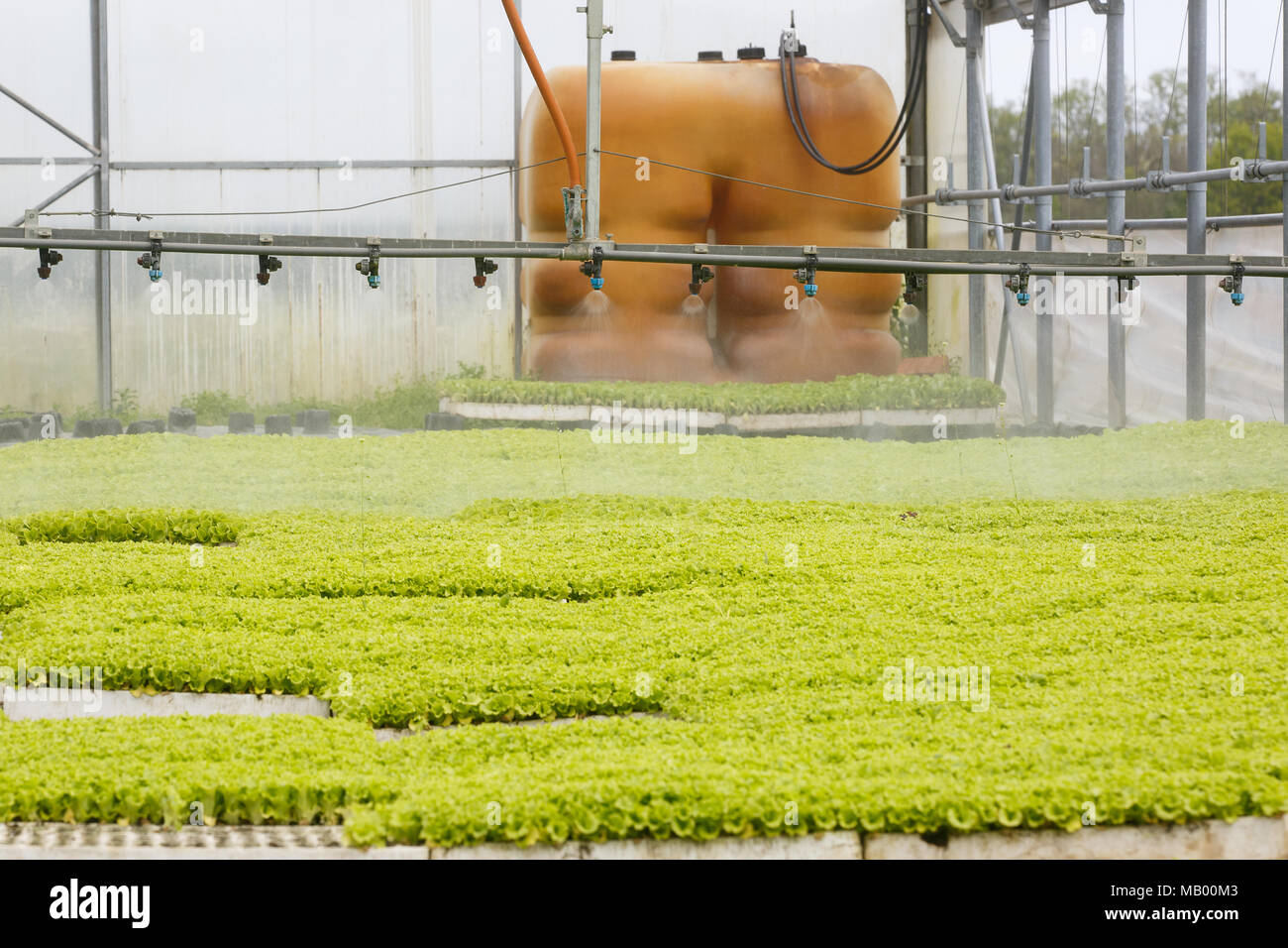 Sprinkler system in greenhouse hall with young green seedlings being