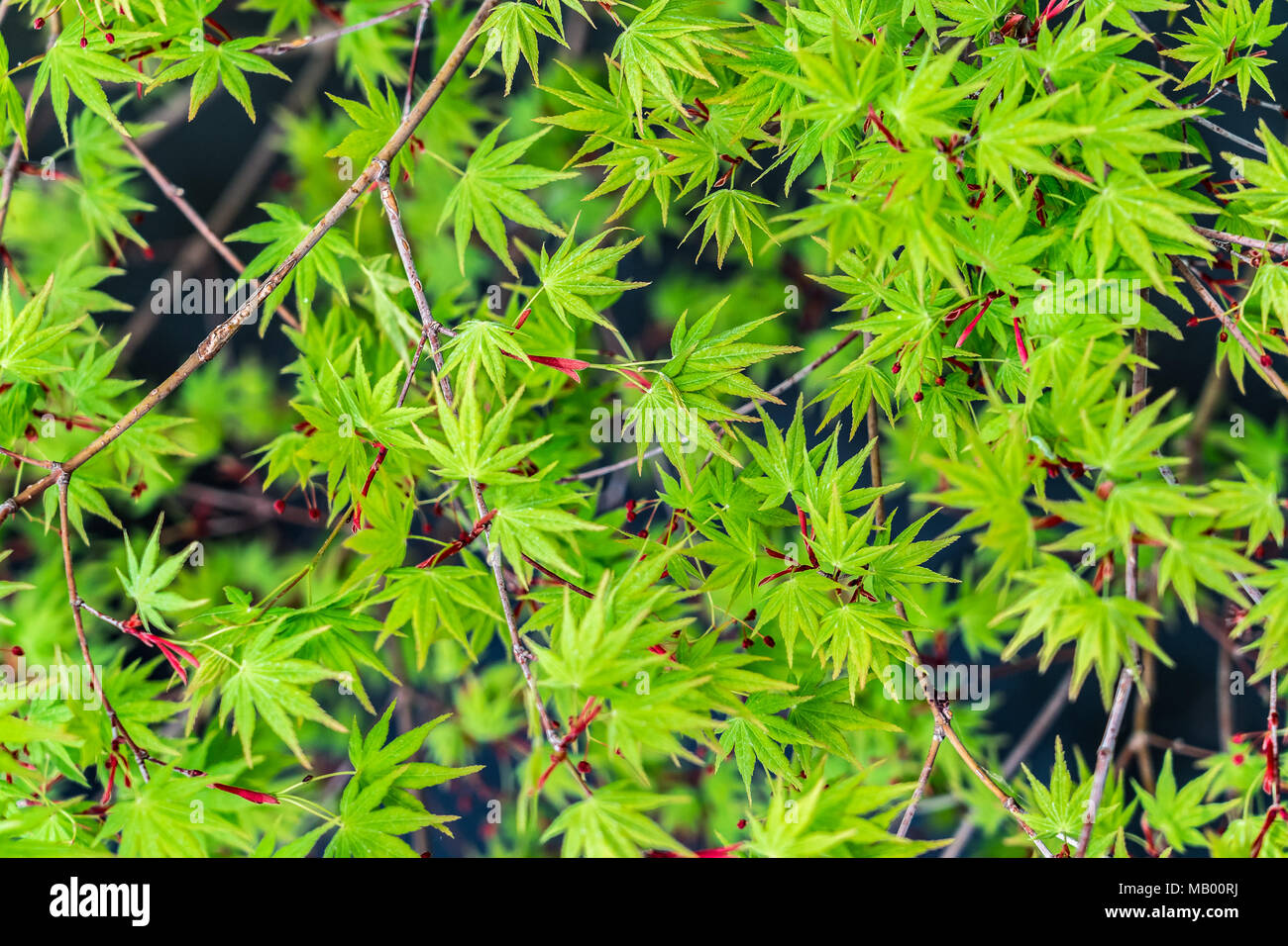 Beautiful japanese maple in hi-res stock photography and images - Alamy