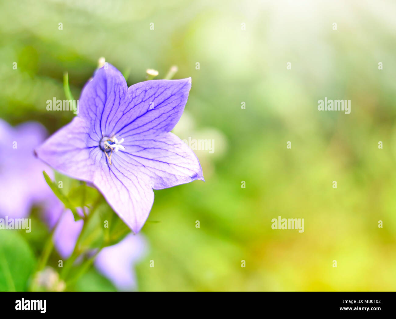 Blue helmet flower or balloon flower with selective focus and blur. Flower background, aconite. Stock Photo