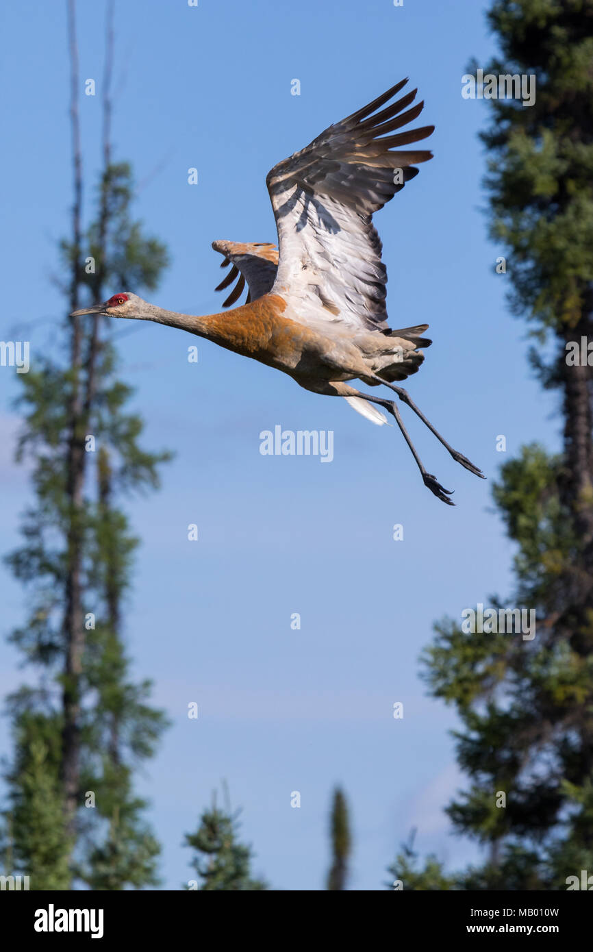 Sandhill crane flying. Mackenzie river, Northwest territories ( NWT) Canada Stock Photo