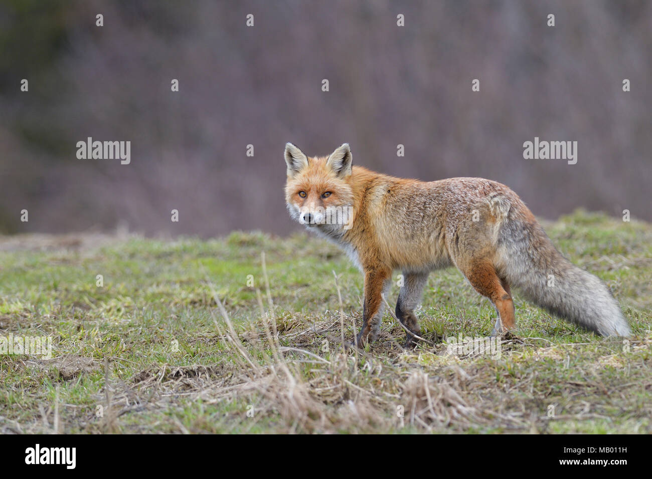 Red fox (Vulpes vulpes), on meadow, attentive, facing camera, Tyrol, Austria Stock Photo