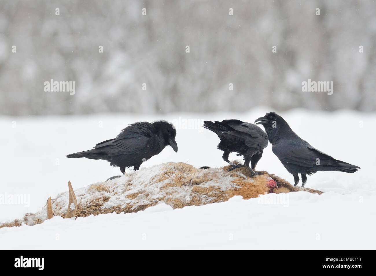 Common ravens (Corvus corax) on carcass of a young red deer in winter, Tyrol, Austria Stock Photo