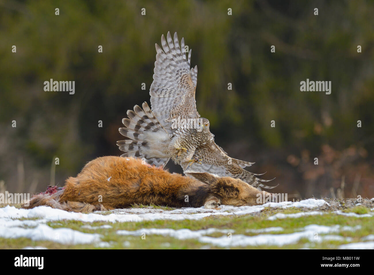 Goshawk (Pica pica), approach to the carcass of a young red deer, Tyrol, Austria Stock Photo