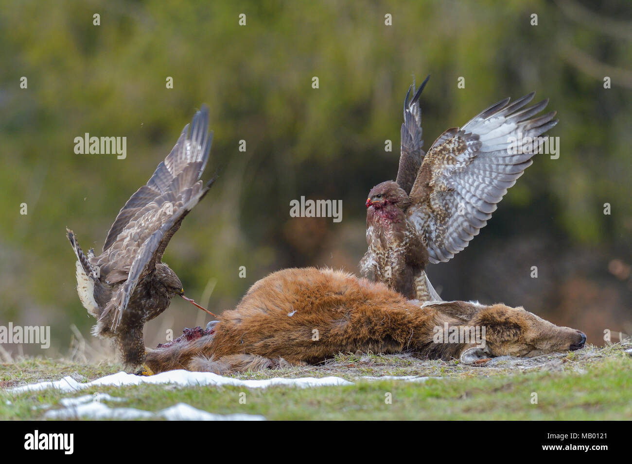 Steppe buzzards (Buteo buteo) on carcass of a young red deer, Tyrol, Austria Stock Photo