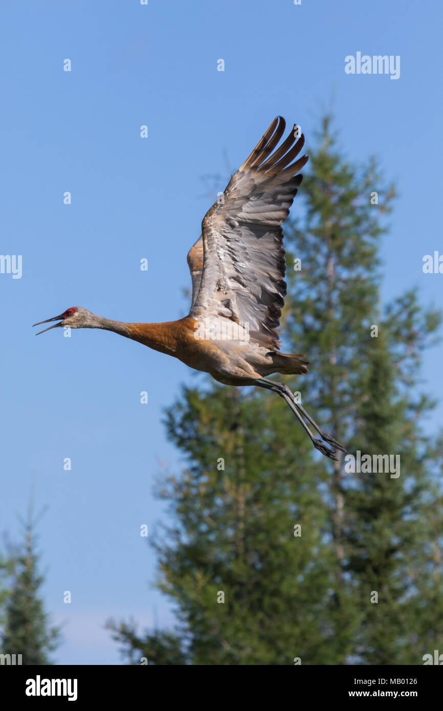 Sandhill crane flying. Mackenzie river, Northwest territories ( NWT) Canada Stock Photo