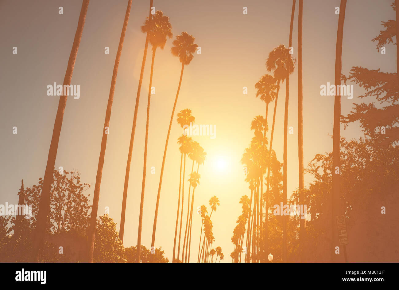 Palm trees in Beverly hills Stock Photo Alamy