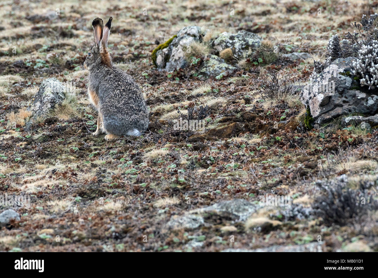Ethiopian Highland Hare (Lepus starki), plateau, Ethiopia Stock