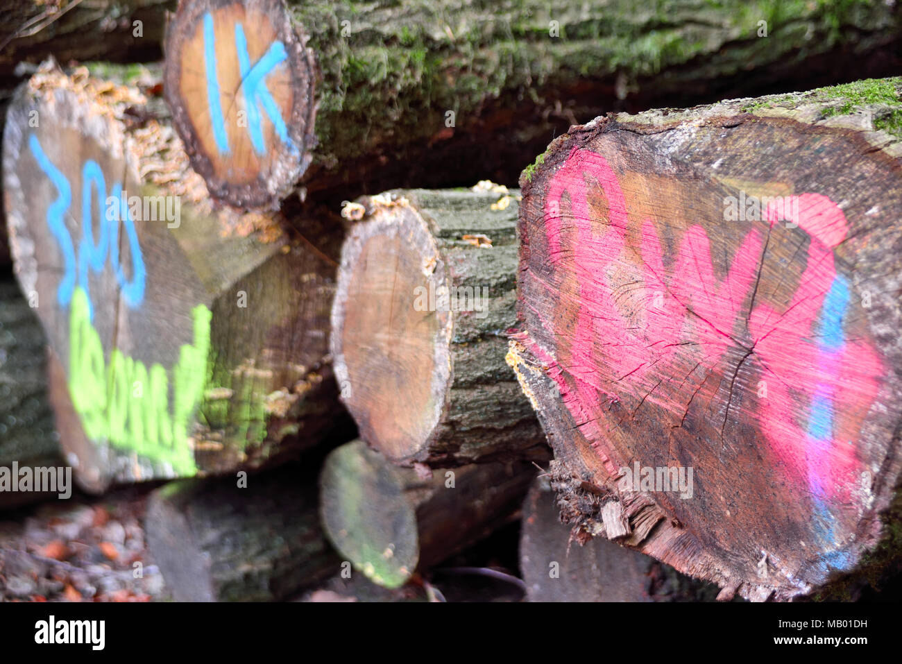 Tree trunks or pile of wood i a forest. Lumber industry scene with stacked pieces of wood. Stock Photo