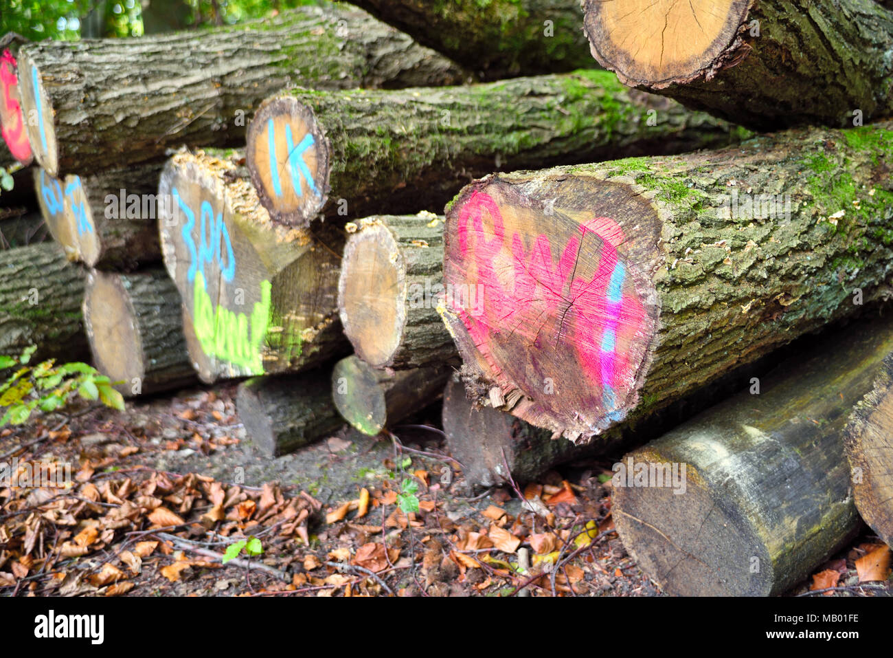 Tree trunks or pile of wood i a forest. Lumber industry scene with stacked pieces of wood. Stock Photo