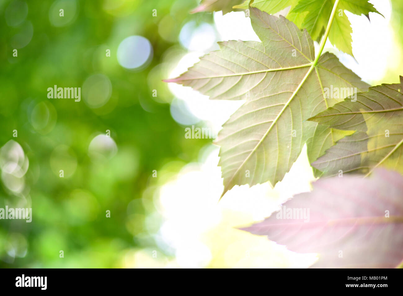 Green leaves background or spring background with sunlight and selective focus. Green mountain maple leaves in the sun with copy space. Nature frame. Stock Photo