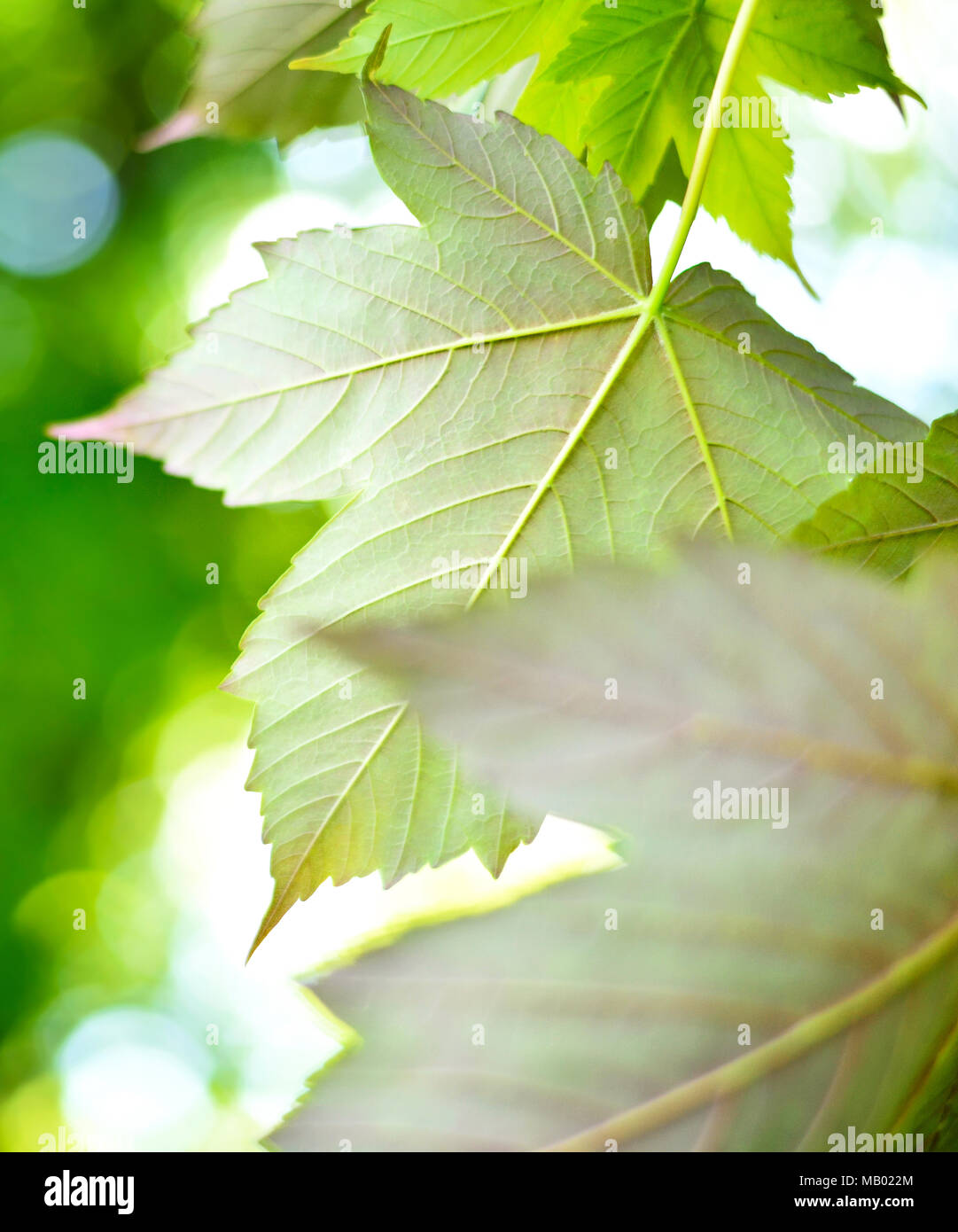 Green leaves background or spring background with sunlight and selective focus. Green mountain maple leaves in the sun with copy space. Nature frame. Stock Photo