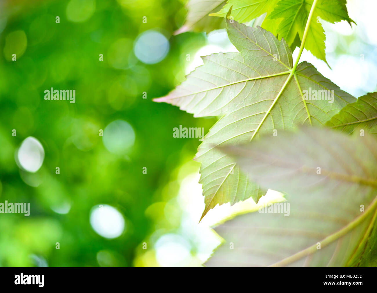 Green leaves background or spring background with sunlight and selective focus. Green mountain maple leaves in the sun with copy space. Nature frame. Stock Photo