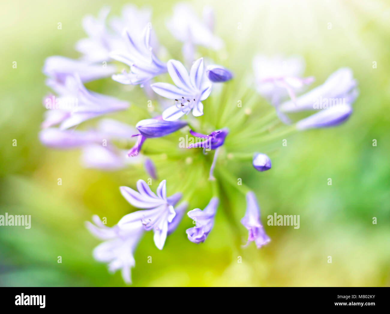 Bluebell flowers in the sun with selective focus and smooth sunlight. Closeup shot of blue bell flowers. Purple spring flowers background. Stock Photo