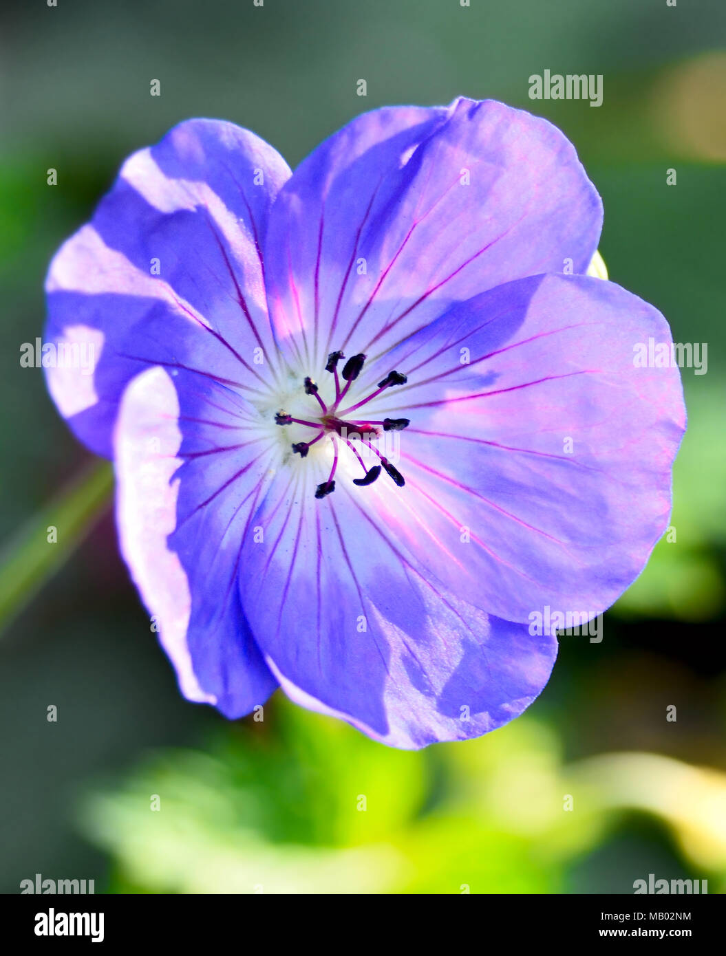 Blue helmet flower or balloon flower with selective focus and blur. Flower background, aconite. Stock Photo