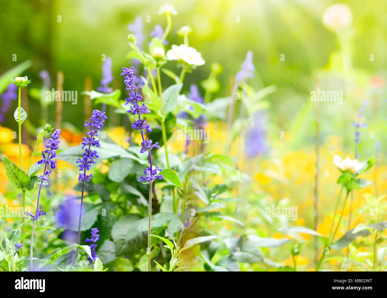 Flower meadow at springtime. Various flowers with selective focus. Spring background. Stock Photo