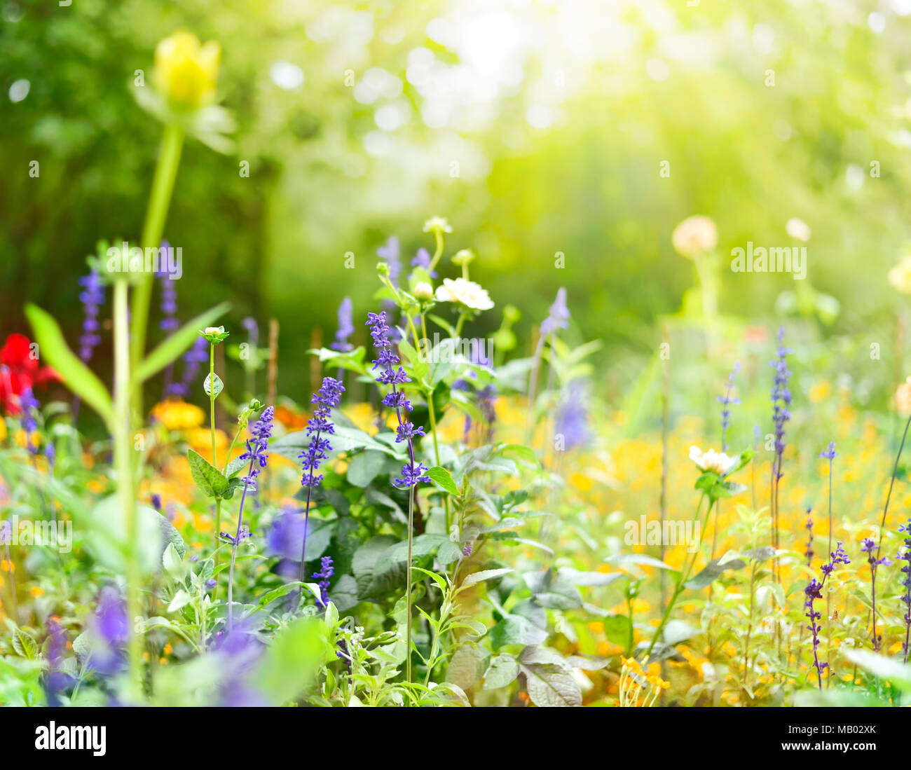 Flower meadow at springtime. Various flowers with selective focus. Spring background. Stock Photo