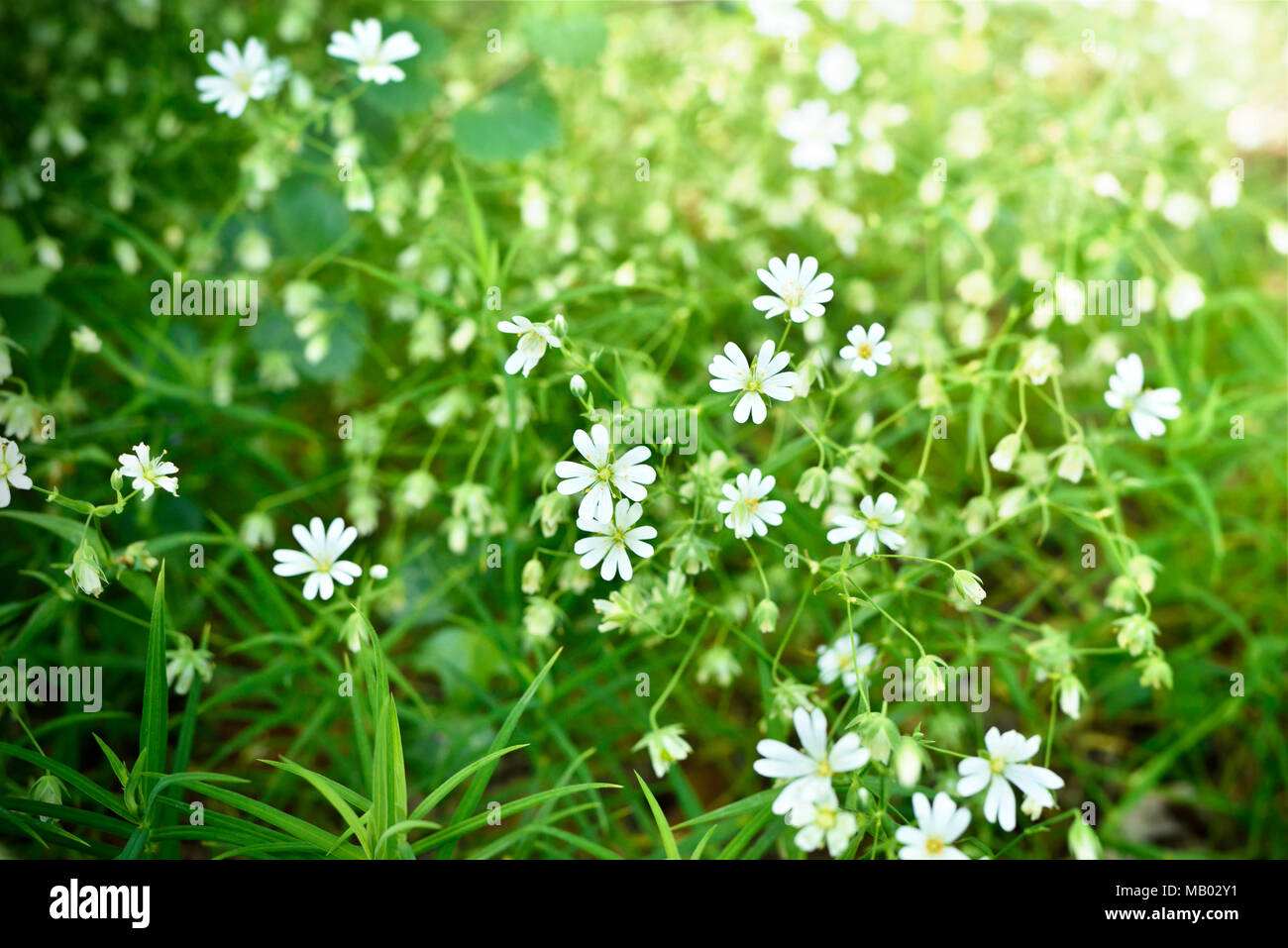 Flower meadow at springtime. Various flowers with selective focus. Spring background. Stock Photo