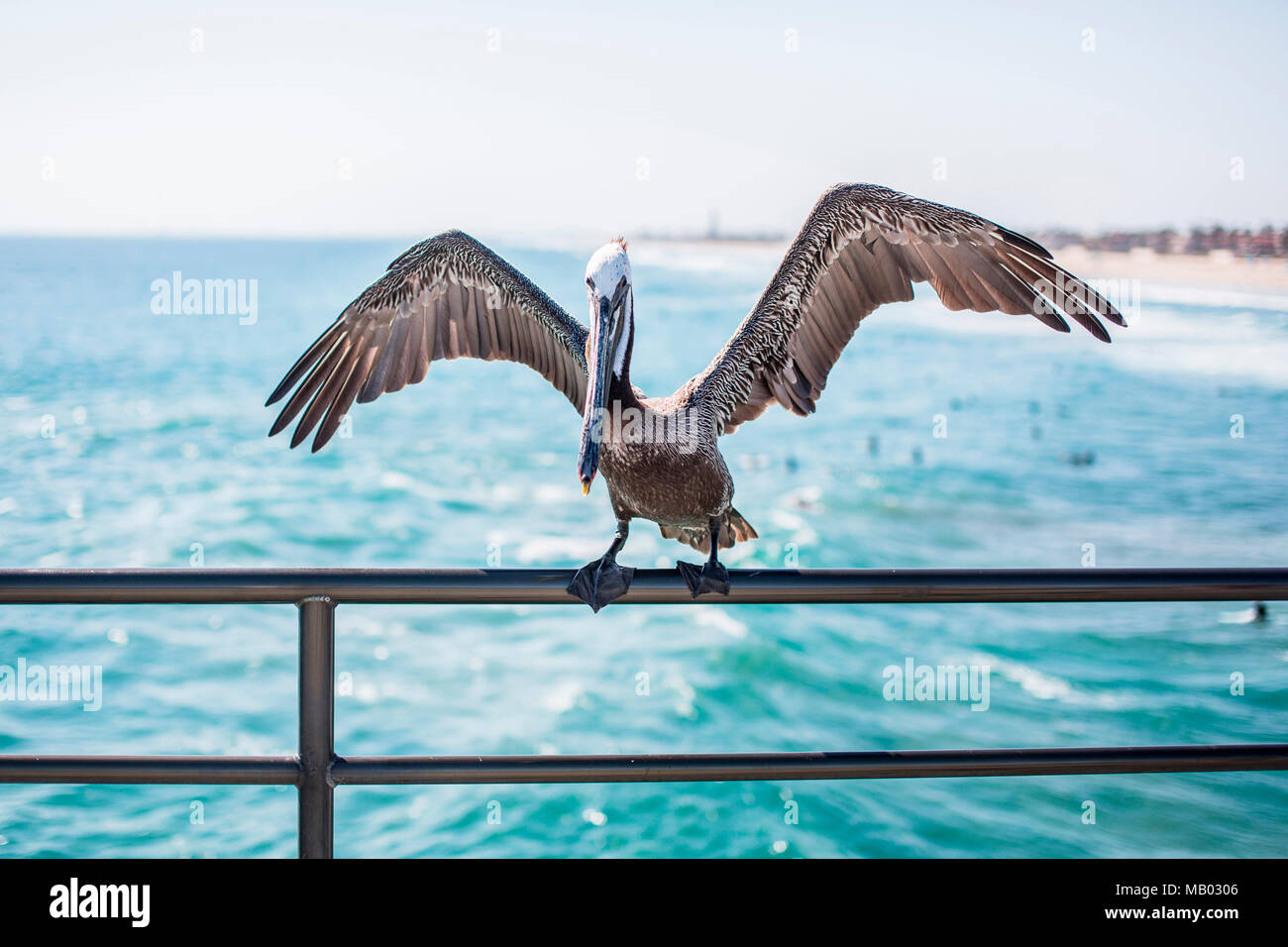 Pelican flapping its wings Stock Photo Alamy