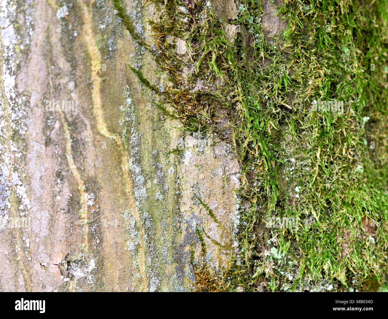 Oak tree trunk, bark texture or tree trunk background. Stock Photo