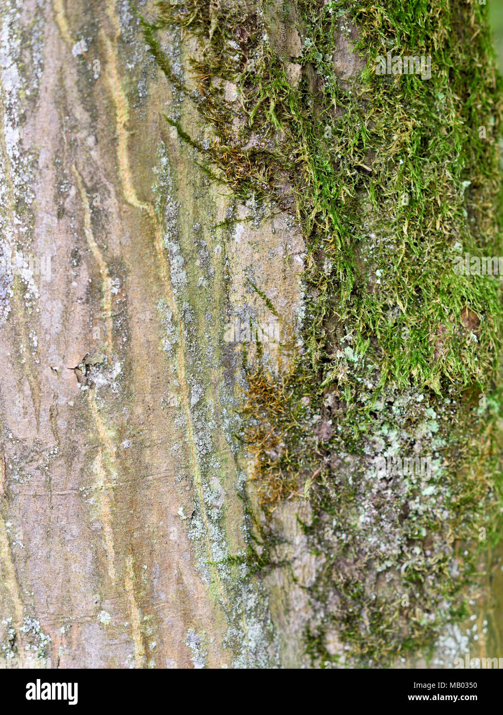 Oak tree trunk, bark texture or tree trunk background. Stock Photo
