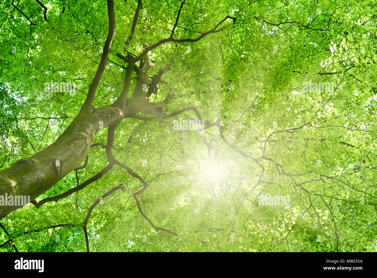 High beech tree with green leaves or summer tree top. Low angle view of an old tree in summer. Stock Photo