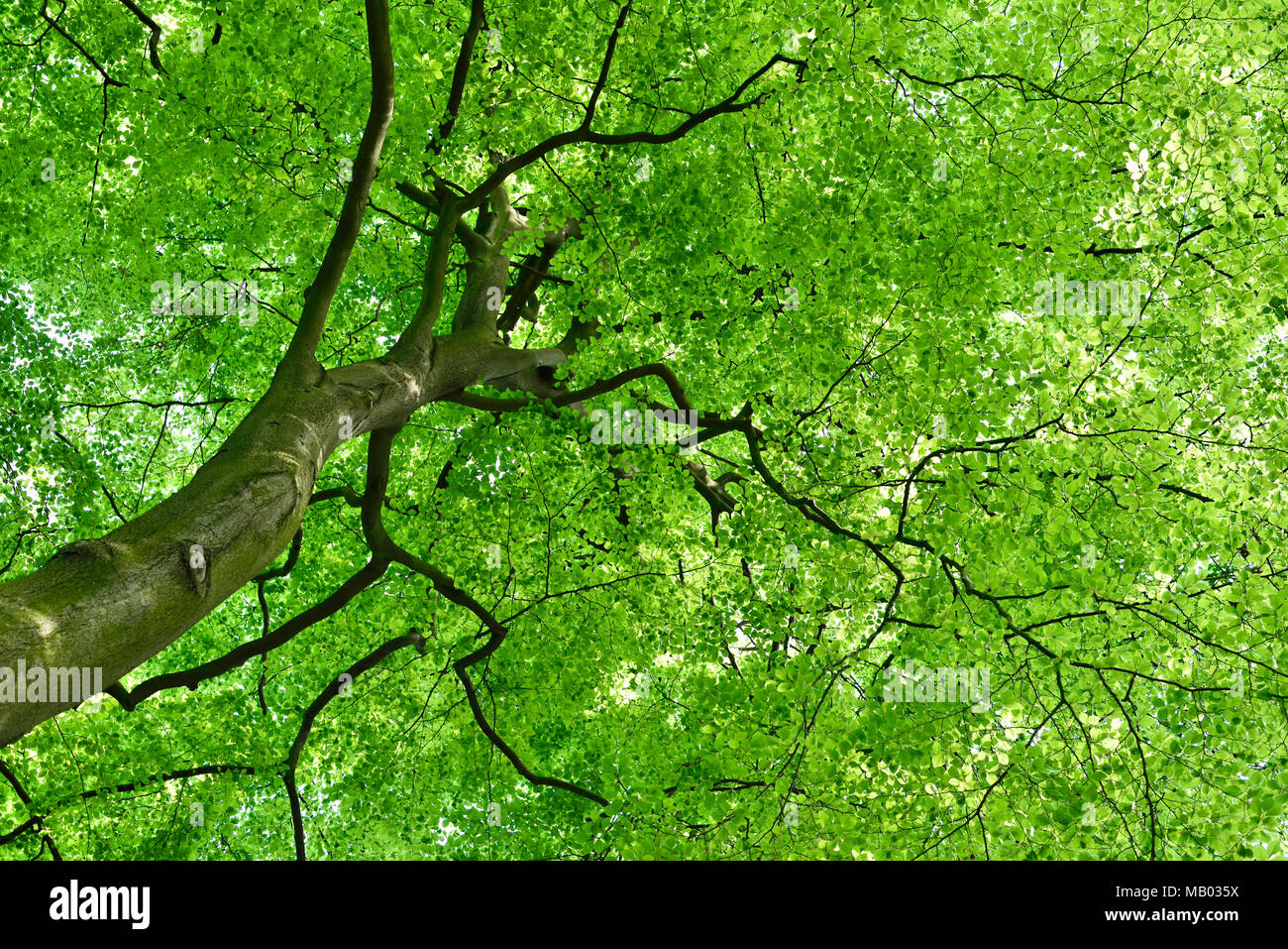 High beech tree with green leaves or summer tree top. Low angle view of an old tree in summer. Stock Photo