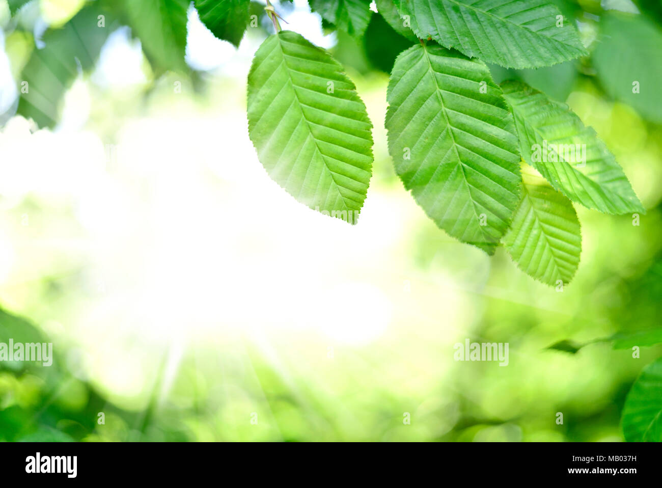 Green each leaves background with sunlight and selective focus. Spring background or nature frame background with copy space. Stock Photo