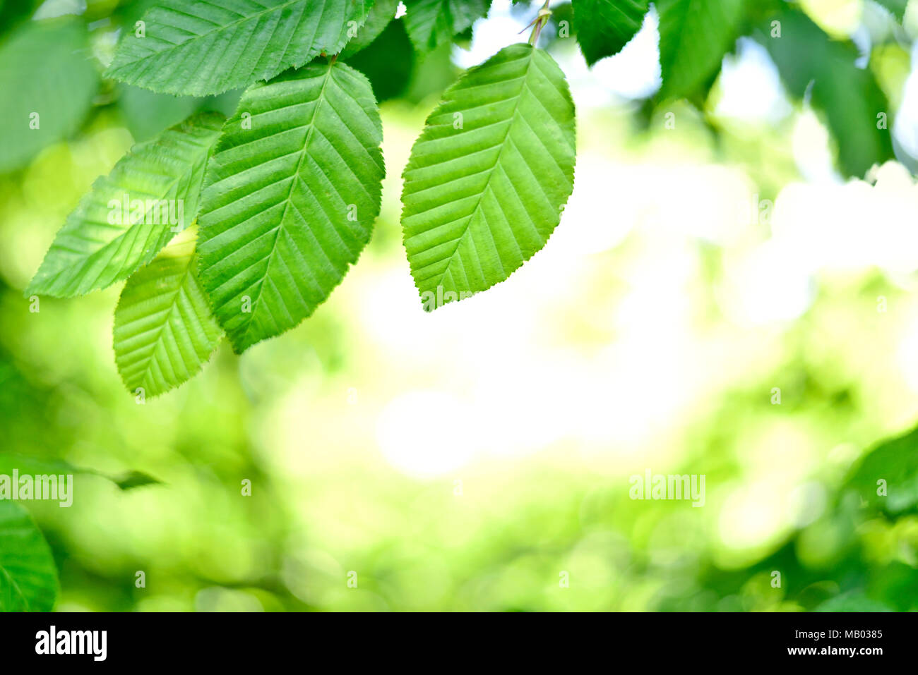 Green each leaves background with sunlight and selective focus. Spring background or nature frame background with copy space. Stock Photo