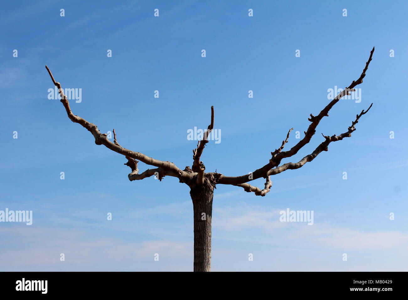 Tree Without Branches Stock Photos & Tree Without Branches Stock Images