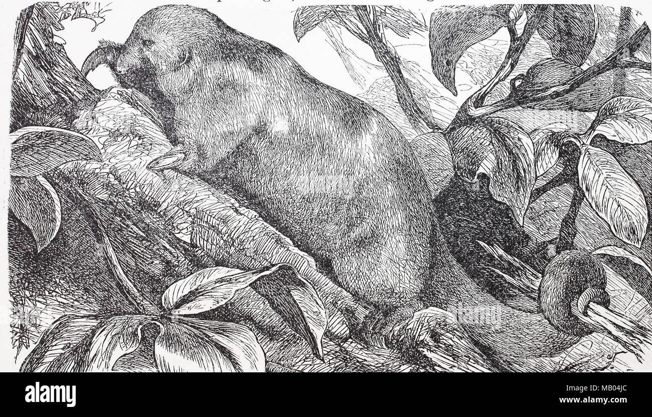 Kleiner AmeisenbÃ¤r, NÃ¶rdlicher Tamandua, Tamandua mexicana. Northern tamandua, Tamandua mexicana, is a species of tamandua, an anteater, digital improved reproduction of an original print from the year 1895 Stock Photo