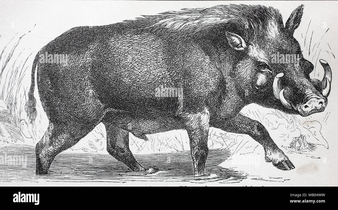 Afrikanisches Warzenschwein, Phacochoerus africanus, common warthog, digital improved reproduction of an original print from the year 1895 Stock Photo