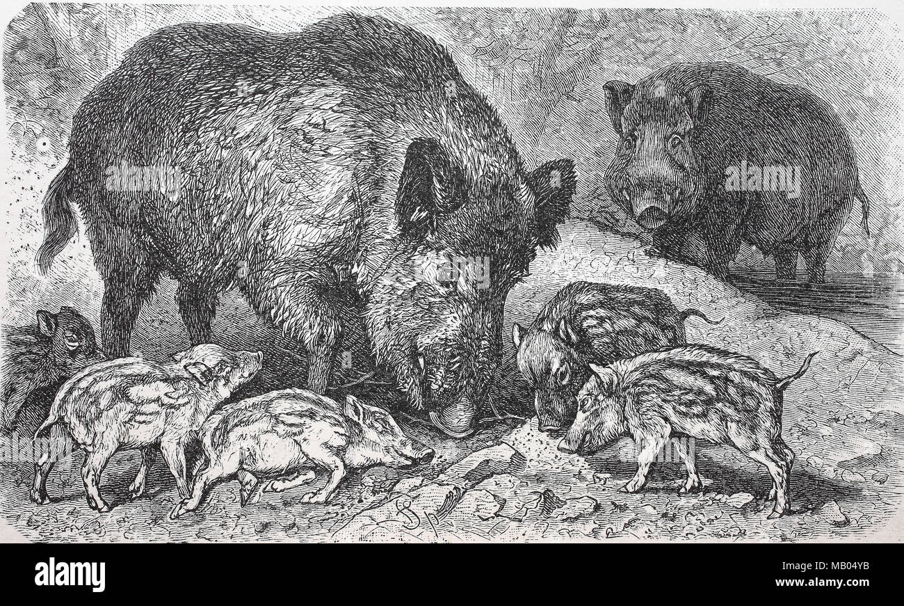 Wildschwein, Sus scrofa, wild boar, digital improved reproduction of an original print from the year 1895 Stock Photo