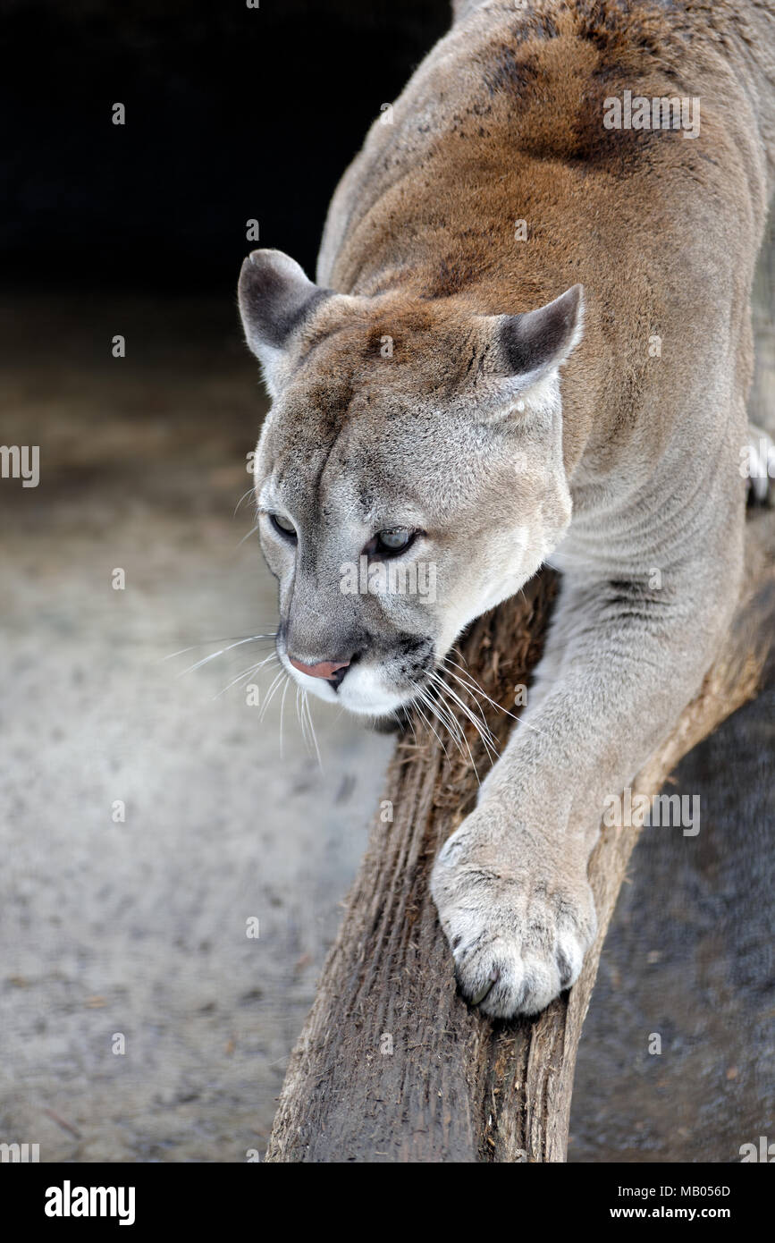 Animals: cougar, American mountain lion, on a tree branch, close-up shot Stock Photo