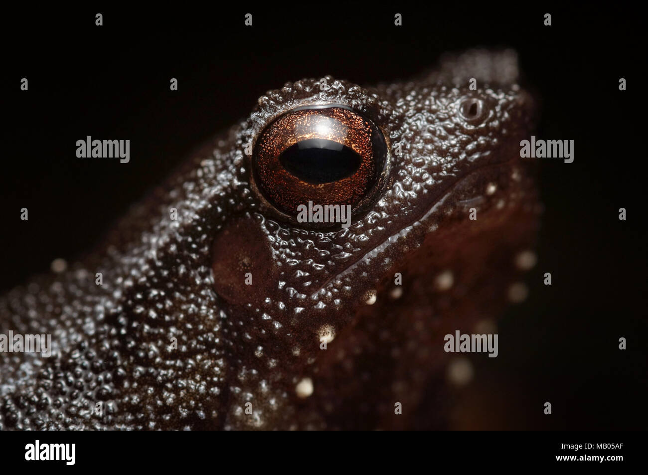 Sticky frog Borneo Kalophrynus Stock Photo