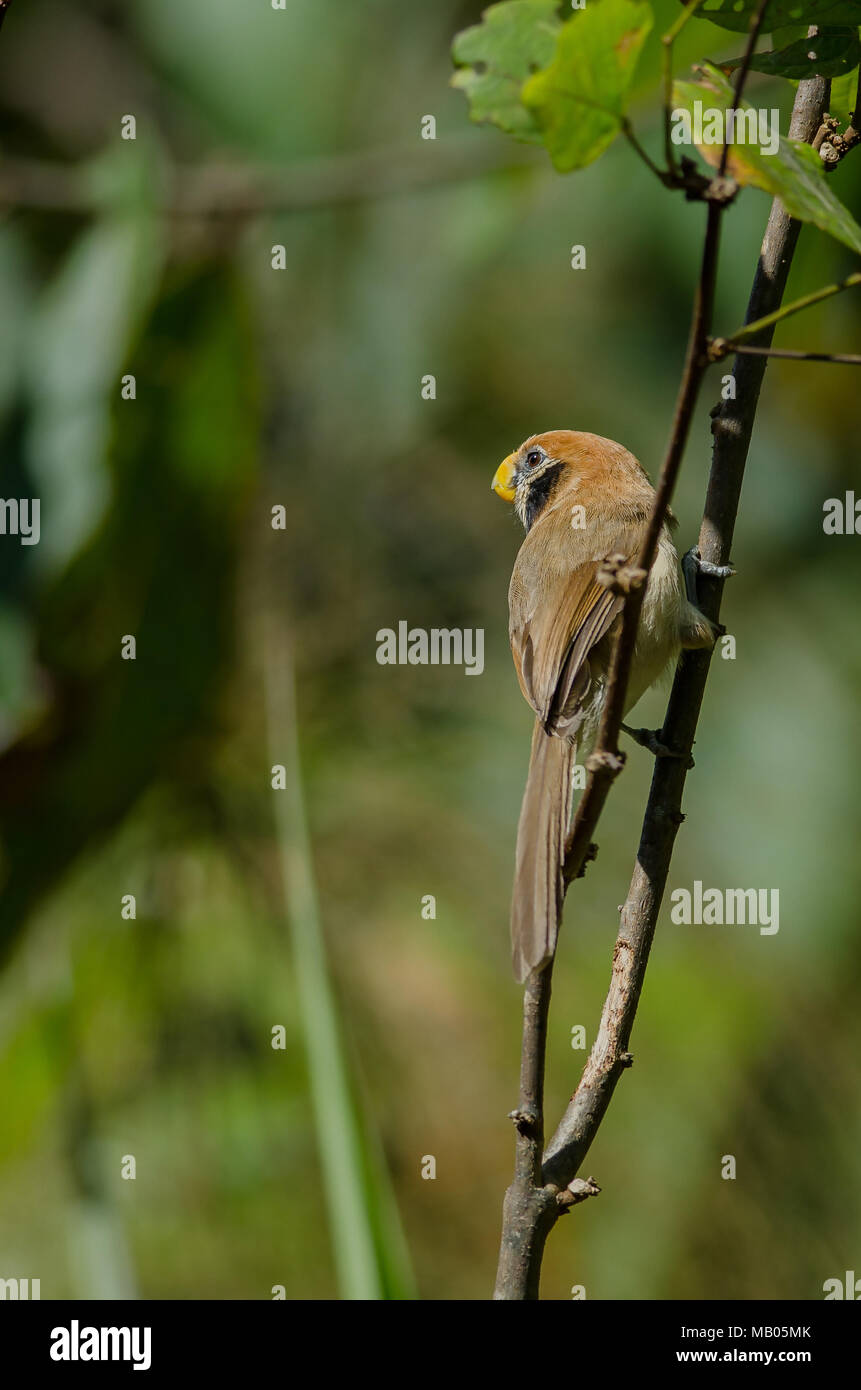 Spot- breasted Parrotbill on branch in nature (Paradoxornis guttaticollis) Thailand Stock Photo